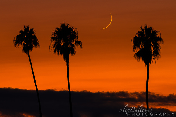 Crescent Moon & Three Palms