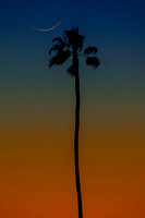 Crescent Moon & Palm