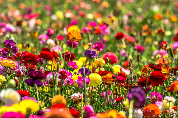 Carlsbad Flower FIelds