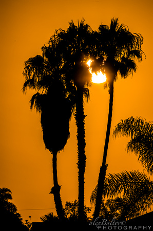 Sunrise Palm Trees