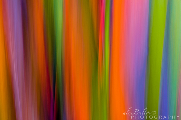 Rainbow Eucalyptus Abstract